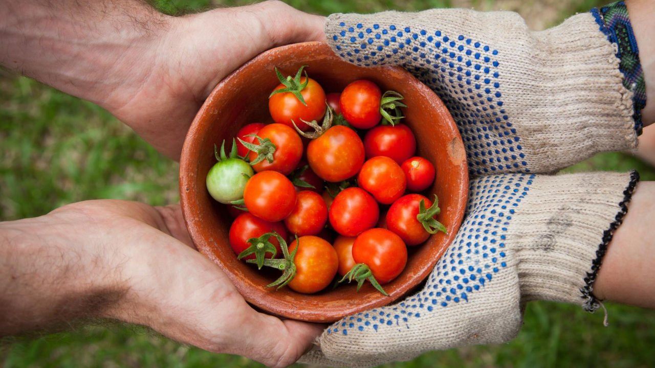 tomates